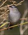 _1SB8165 white-crowned sparrow